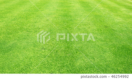 Green grass background 46254992