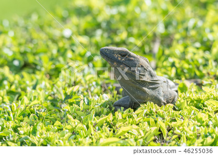 Black Iguana (Ctenosaura similis) sunning himself. 46255036