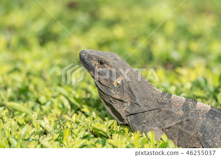 Black Iguana (Ctenosaura similis) sunning himself. 46255037