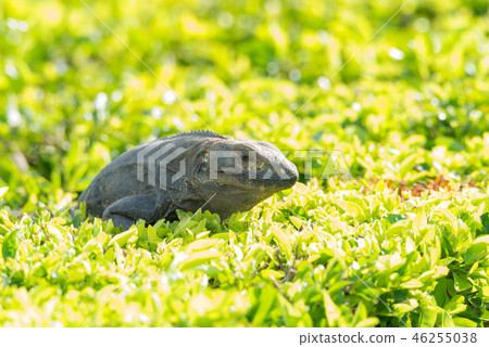 Black Iguana (Ctenosaura similis) sunning himself. 46255038