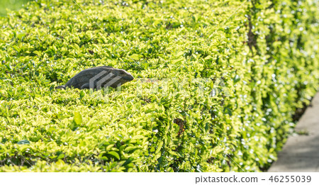 Black Iguana (Ctenosaura similis) sunning himself. 46255039