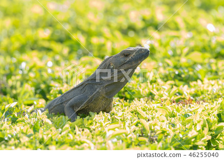 Black Iguana (Ctenosaura similis) sunning himself. 46255040