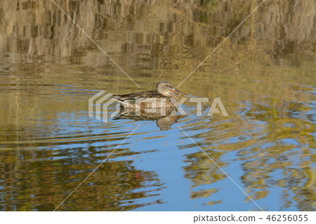 Lone Northern Shoveler Duck 46256055