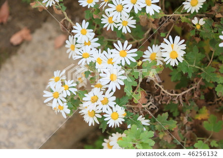 Manyo植物園Nojigiku花 Manyo植物園Nojigiku花 46256132