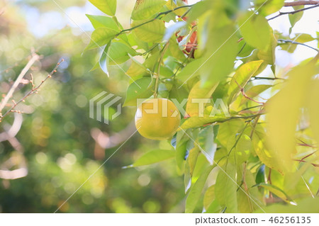 Manyo植物園daidai麵條 46256135
