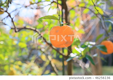 Manyo植物園daidai麵條 46256136