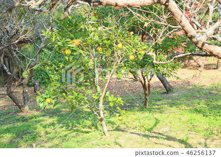 Manyo botanical garden daidai noodles 46256137