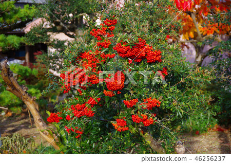 Nanten heavenly bamboo 46256237