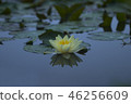 蓮花 46256609