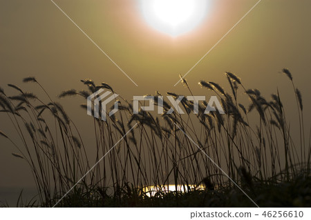 Senkaya Senkaya 46256610