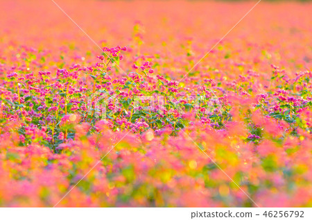 Red buckwheat flowers 46256792
