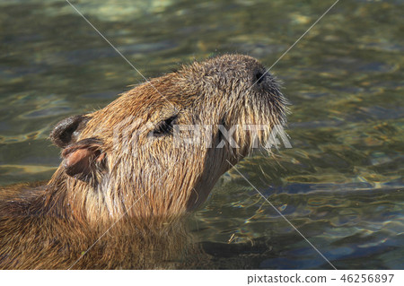 Good hot water! We eat good rice bowl and eat capybara in hot water 46256897