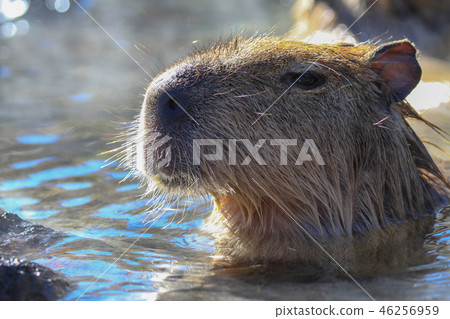 Good hot water! Capybara to be in hot water Good hot water! Capybara to be in hot water 46256959