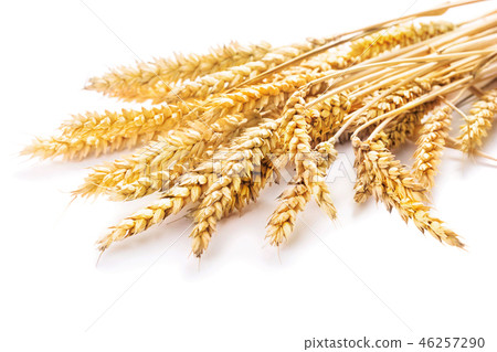 ears of wheat 46257290