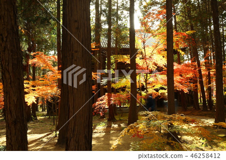 Autumn leaves of Sogenji Temple 46258412