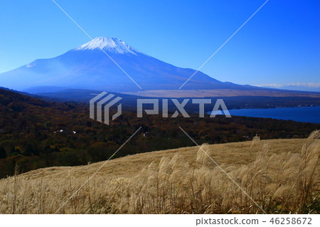 Susuki和富士山 46258672