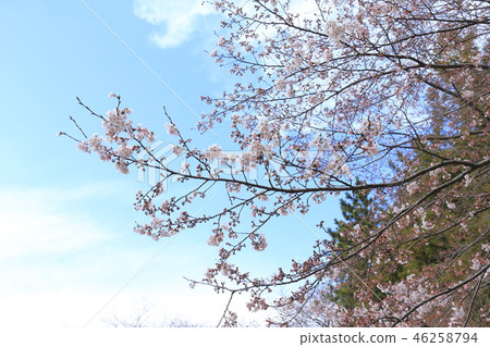 藍天和櫻花充其量 藍天和櫻花充其量 46258794
