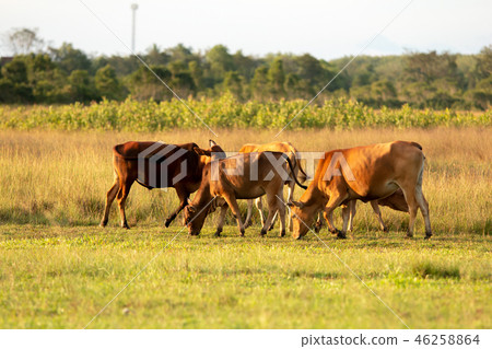 cow in Thailand 46258864