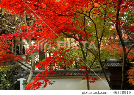 Dairyu-ji寺廟秋葉 Dairyu-ji寺廟秋葉 46258919