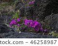 花，濟州，戶外花園，春天，韓國 46258987