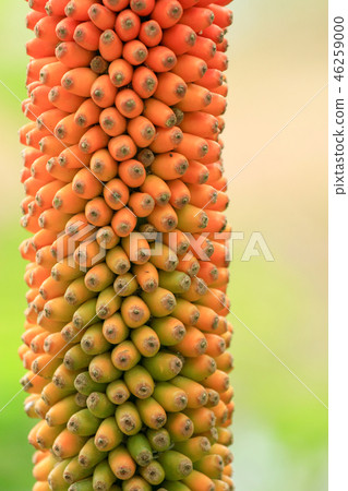 Texture of Titan arum fruit background. 46259000