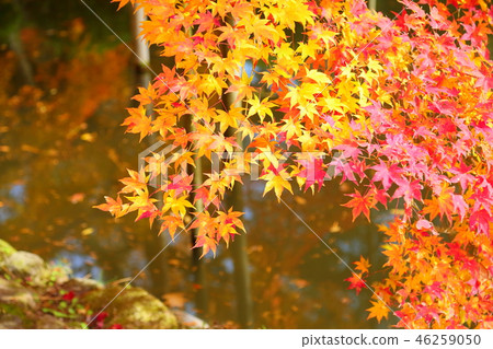 Manyo botanical garden 46259050