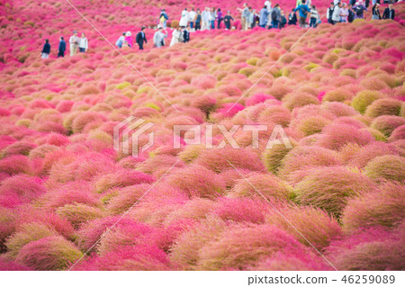 Kochia at Hitachi Seaside Park at Ibaraki, Japan. Kochia at Hitachi Seaside Park at Ibaraki, Japan. 46259089