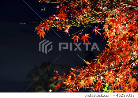 <Autumn leaves> Okazaki East Park Aichi Prefecture <Autumn leaves> Okazaki East Park Aichi Prefecture 46259332