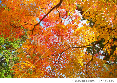 Manyo植物園 46259339