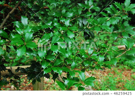 Hiiragi's leaves 46259425