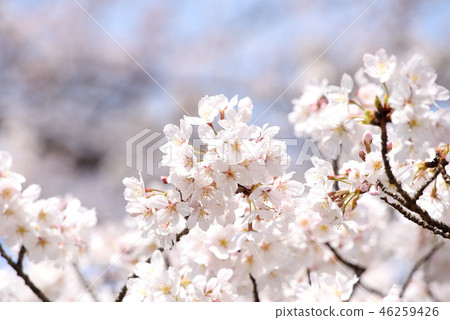 Cherry Blossoms   46259426