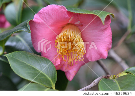 山茶花（紅薯） 46259624