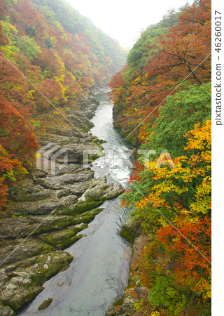 從Takatsuto峽谷，Hanebashi橋和柏市橋的秋葉景觀 46260017
