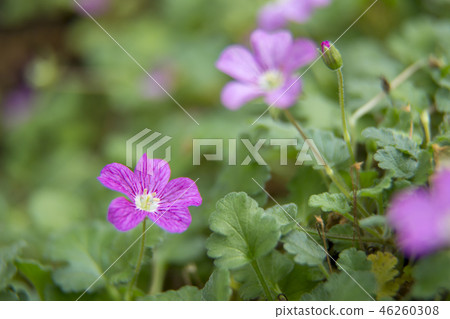 Frozou Frozou 46260308