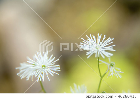 Momige larch Momige larch 46260413