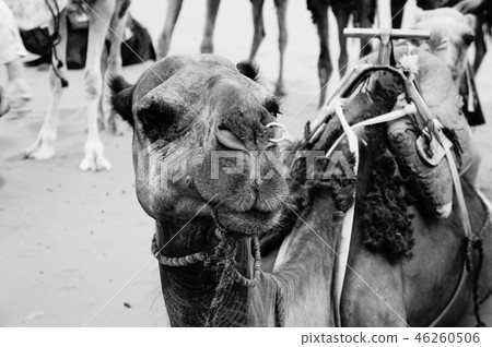 Sahara Desert Sahara Desert 46260506