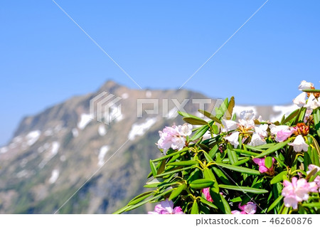 Spring Tanigawadake mountain climbing (Azmasakukunage and salmon) Spring Tanigawadake mountain climbing (Azmasakukunage and salmon) 46260876