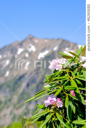 春天Tanigawadake登山（Azmasakukunage和鮭魚） 46260880