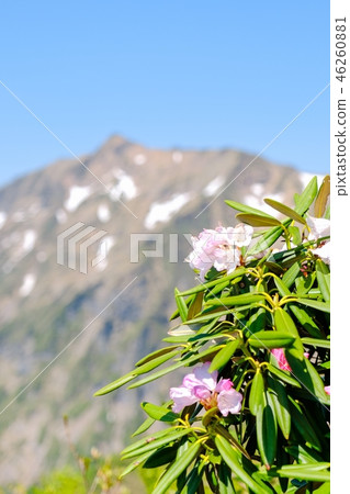 春天Tanigawadake登山(Azmasakukunage和鮭魚) 春天Tanigawadake登山(Azmasakukunage和鮭魚) 46260881