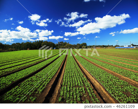 菠菜領域和白色雲彩 46261109