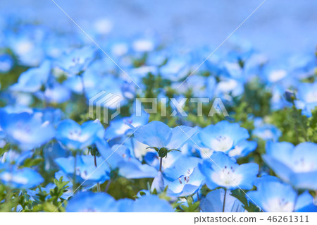 Nemophila花花田 Nemophila花花田 46261311