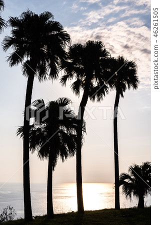Silhouettes of palm trees lined facing the East China Sea Silhouettes of palm trees lined facing the East China Sea 46261505