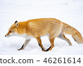 Winter fox 46261614