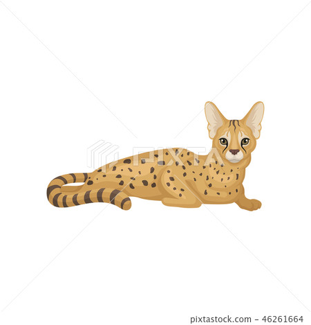 Portrait of lying serval. Graceful wild cat with large ears and spotted body. African animal. Flat 46261664