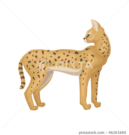 Slender serval standing and looking back. African wild cat. Predatory animal. Flat vector design 46261669