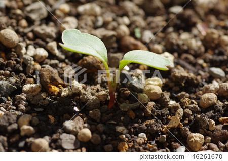 日本蘿蔔的發芽 日本蘿蔔的發芽 46261670
