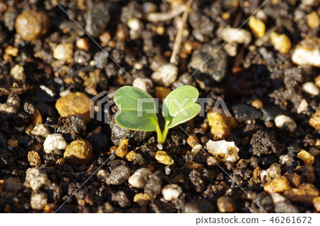 日本蘿蔔的發芽 46261672