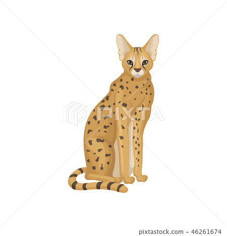 African serval in sitting position. Wild cat with large ears, long legs and spotted body. Flat 46261674