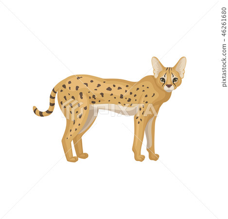 Flat vector design of beautiful serval, side view. Wild cat with spotted body. Predatory African 46261680
