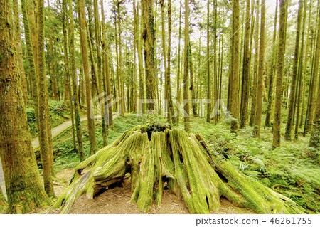 阿里山森林風景區 46261755